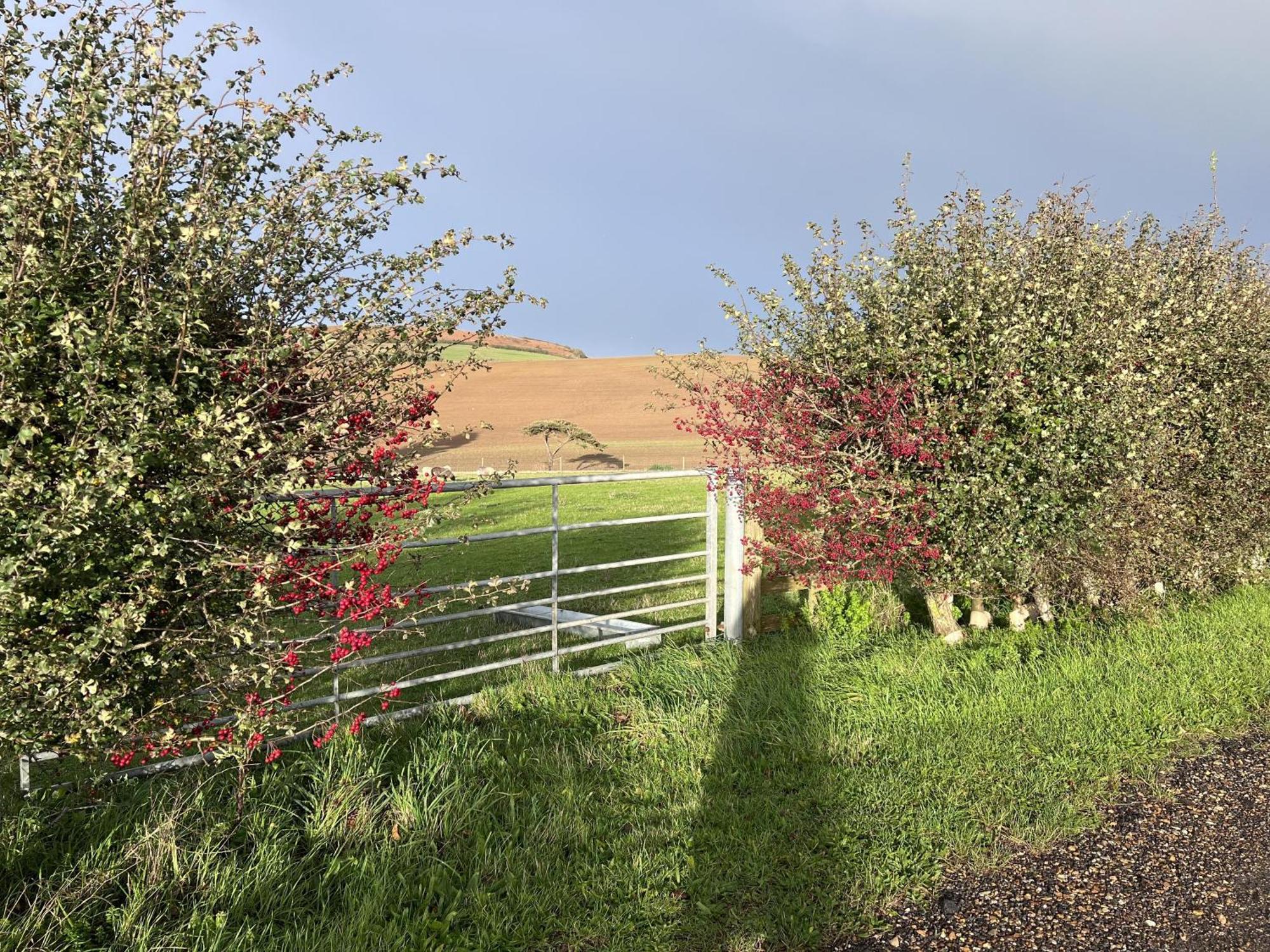 Poachers Hut - Captivating 1-Bed Cottage Shorwell Eksteriør bilde