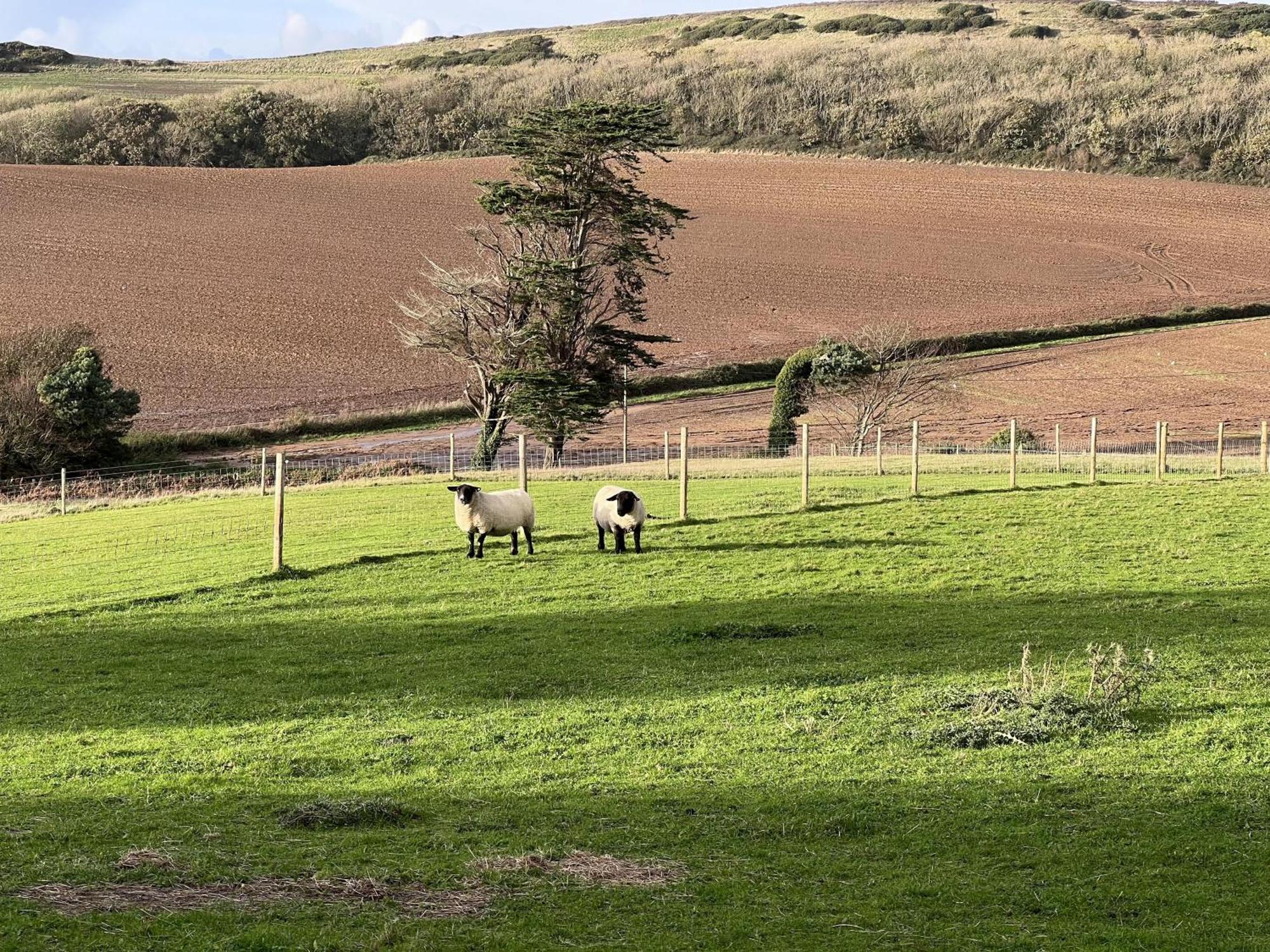 Poachers Hut - Captivating 1-Bed Cottage Shorwell Eksteriør bilde